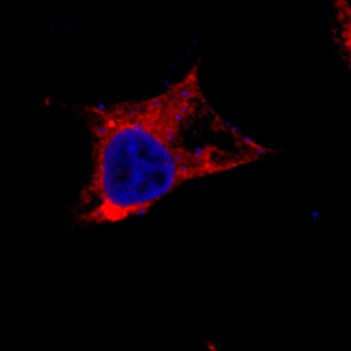 Laboratory of Molecular Targeted Therapeutics