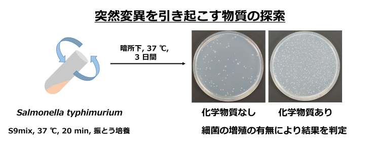 Ames test is a widely used genotoxicity assay with bacteria