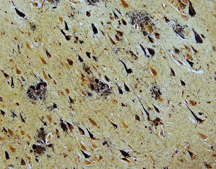 Laboratory of Physiology and Anatomy