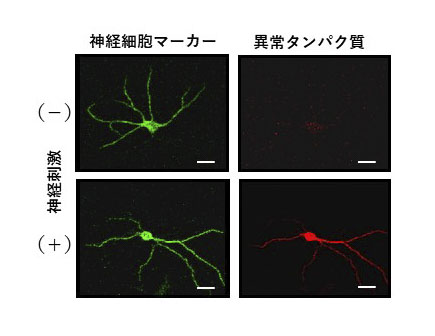 Appearance of AD-related abnormal proteins in response to neural stimulation