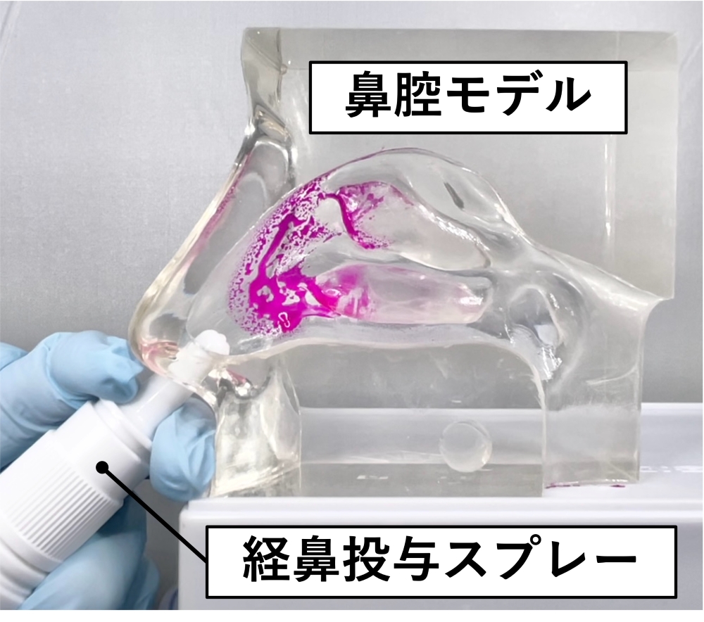 経鼻投与製剤のヒト鼻腔内における滞留 性を評価する実験